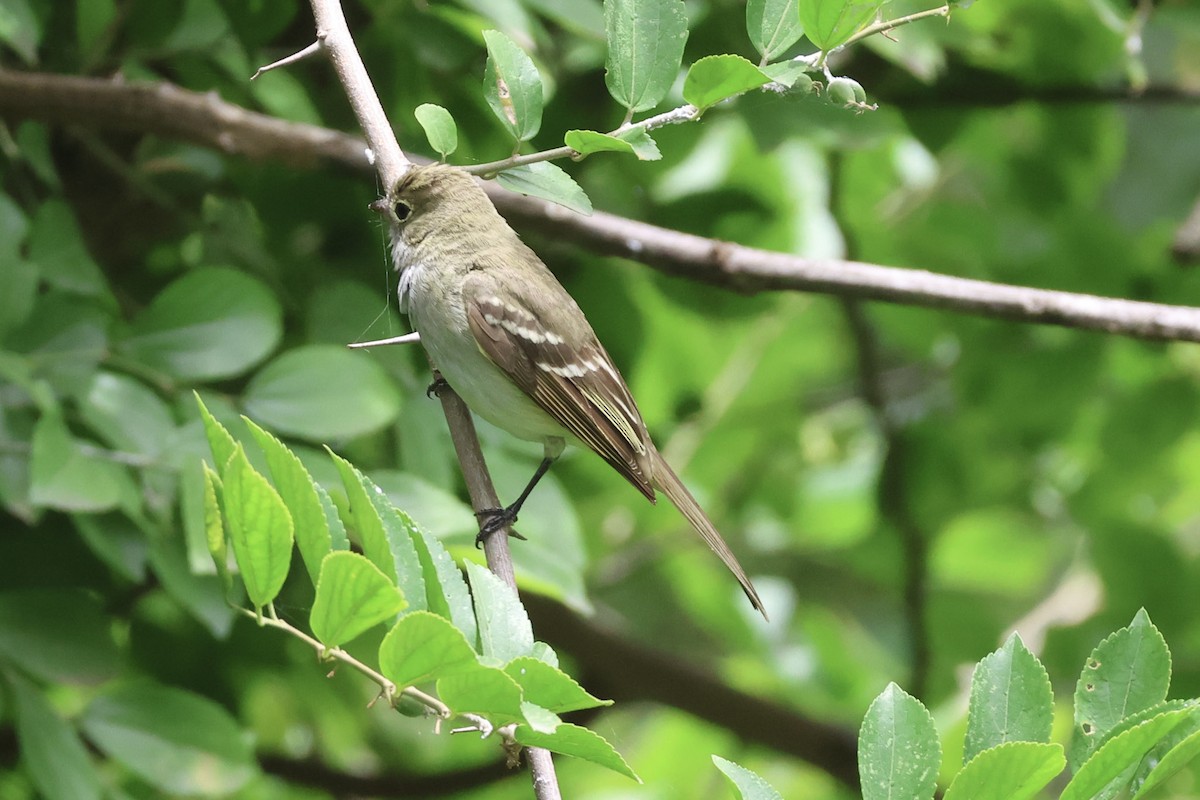 Kısa Gagalı Elenya - ML646856635