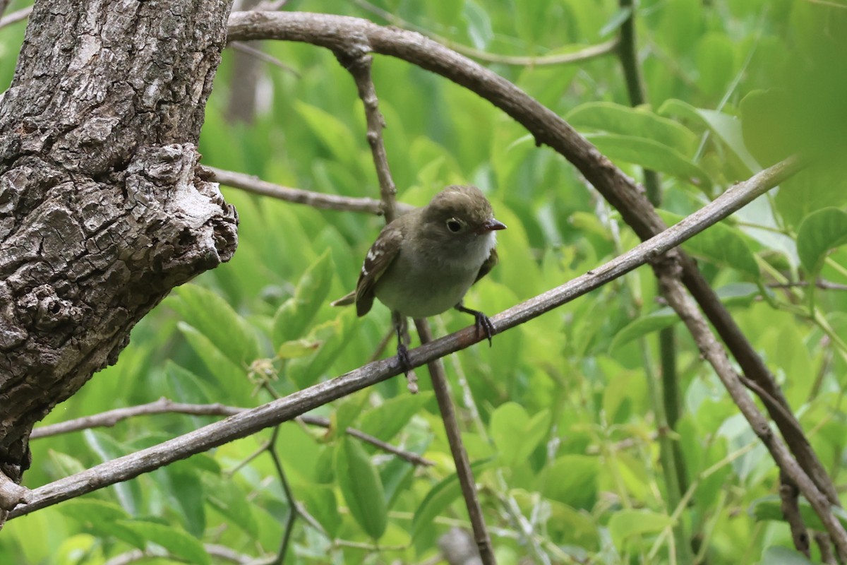 Kısa Gagalı Elenya - ML646856636