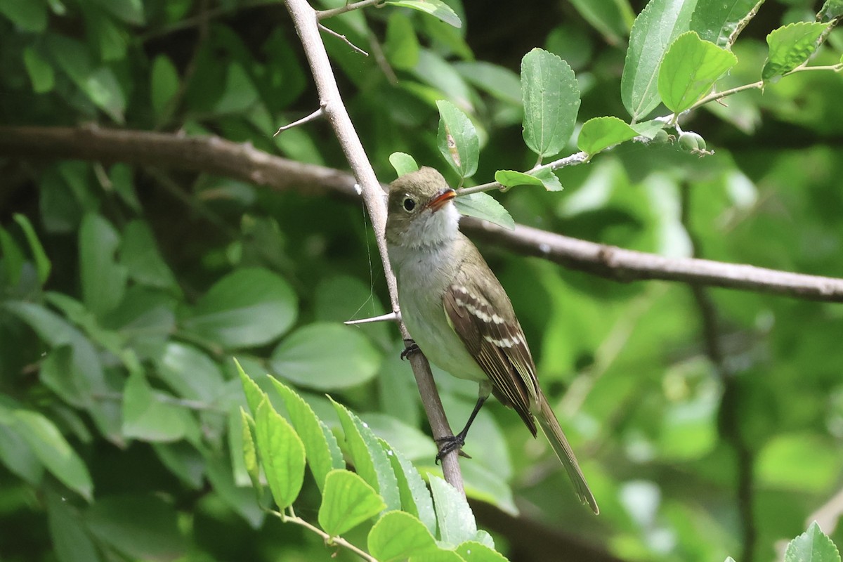 Kısa Gagalı Elenya - ML646856637