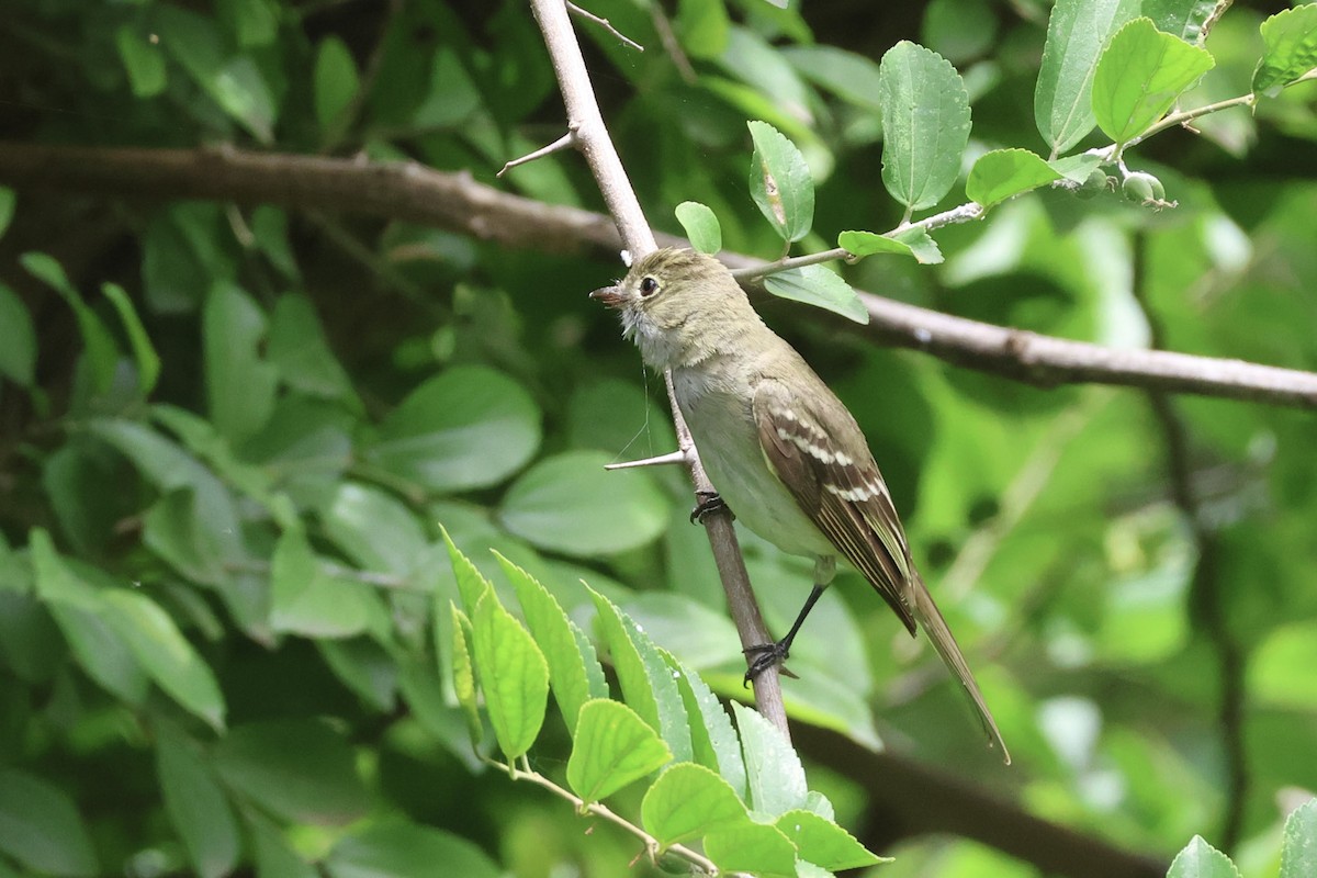 Kısa Gagalı Elenya - ML646856638