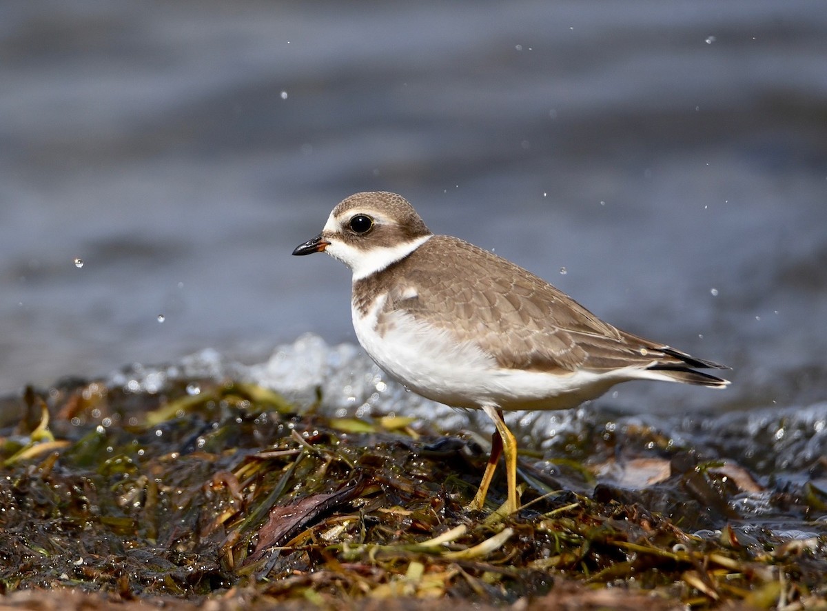 Perdeli Cılıbıt - ML646856639