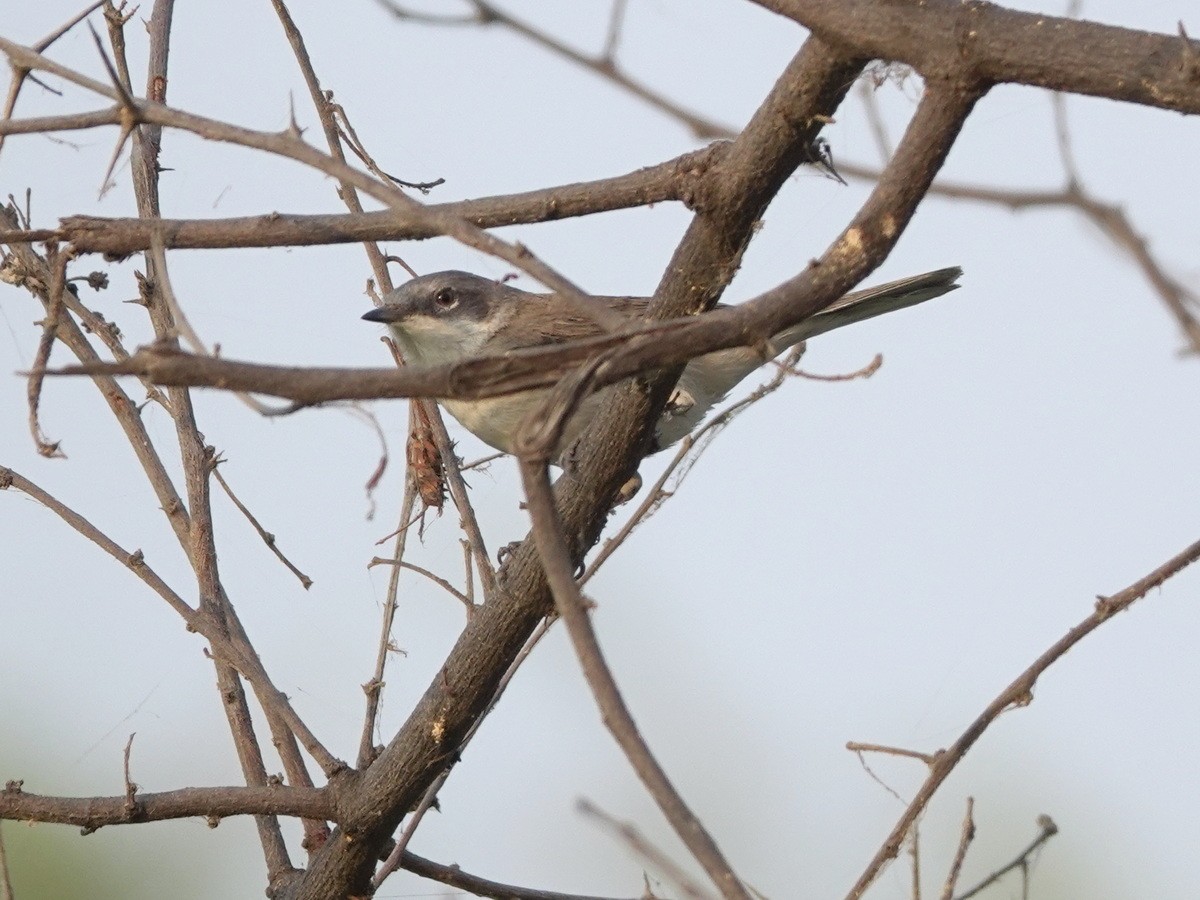 Küçük Ak Gerdanlı Ötleğen - ML646856645