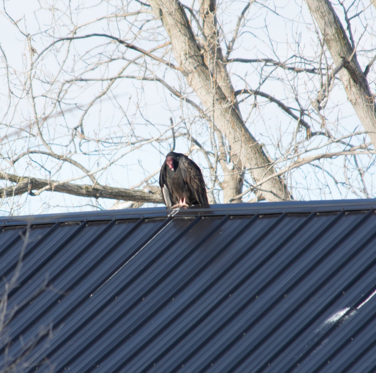 Truthahngeier - ML646856646