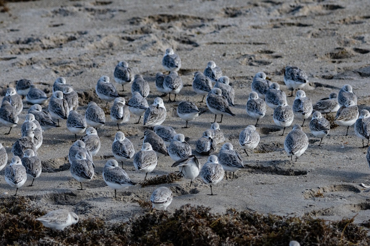 Ak Kumkuşu - ML646856647