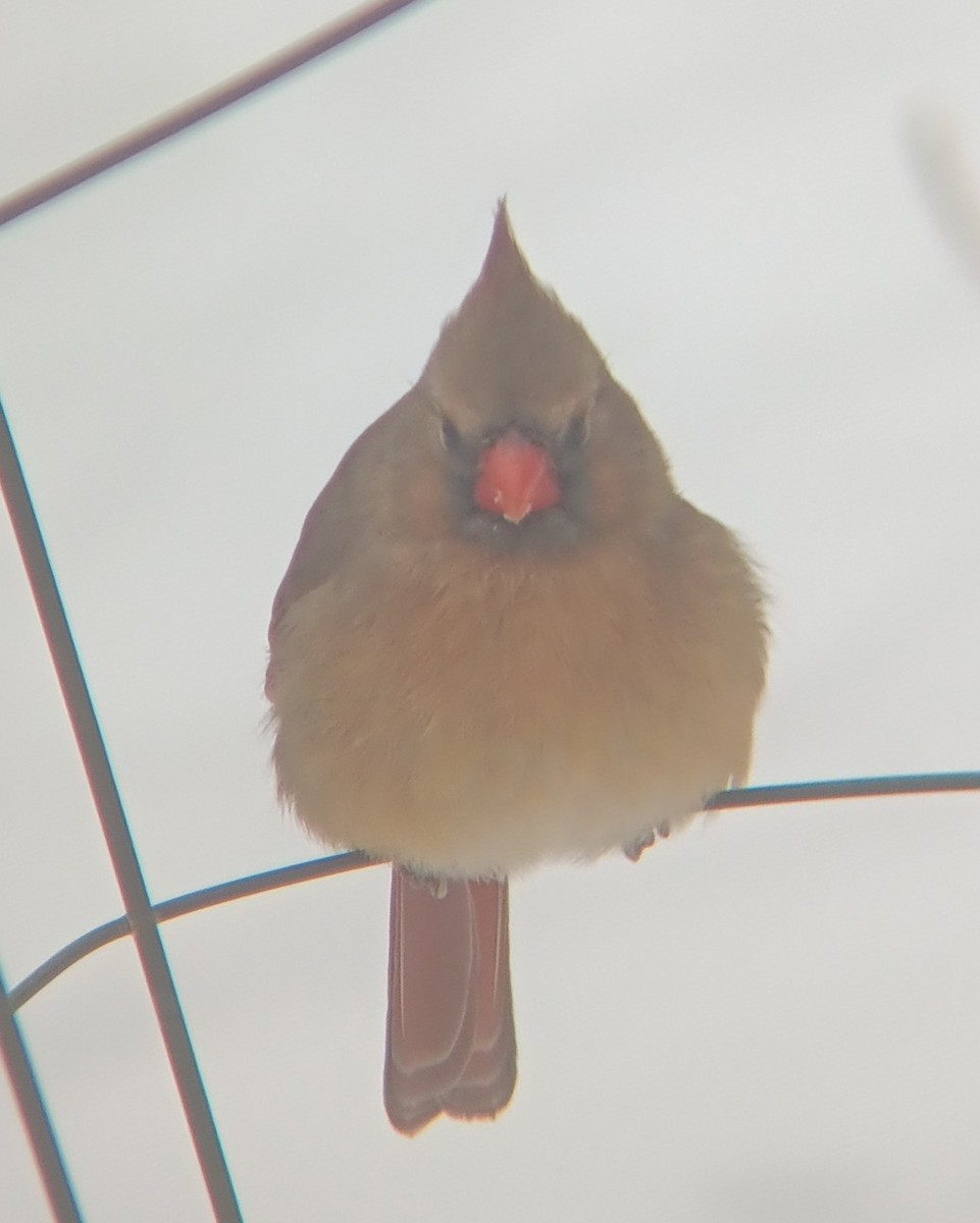 Kırmızı Kardinal - ML646856648