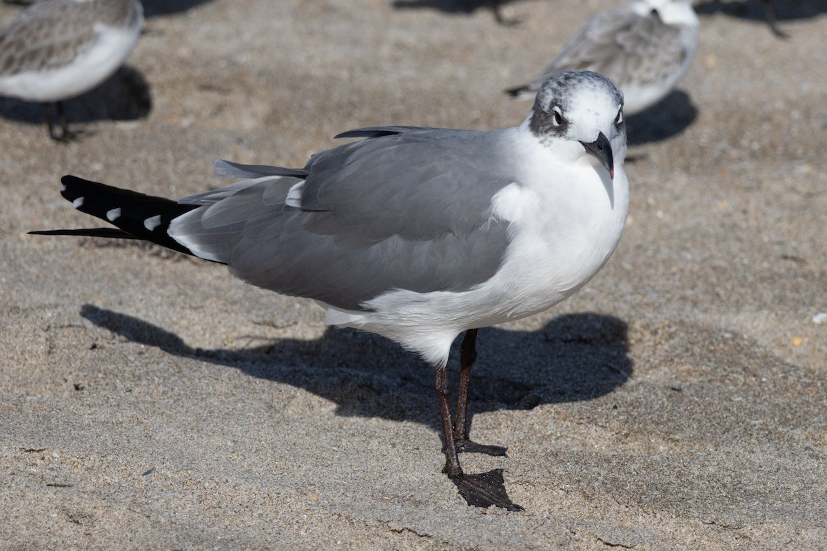 Gülen Martı - ML646856652