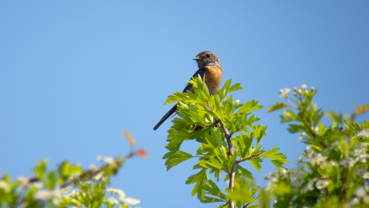 Taşkuşu - ML646856653