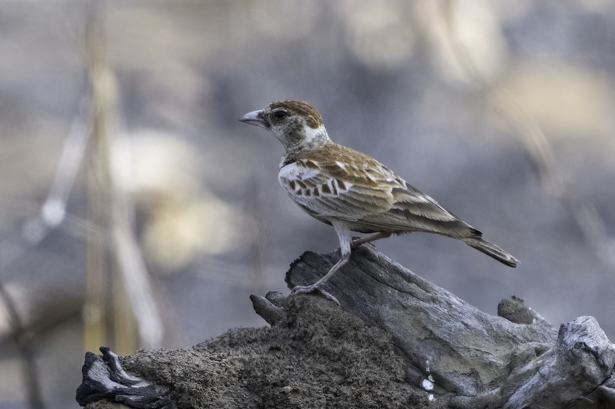 Kestane Sırtlı Serçe Toygarı - ML646856654