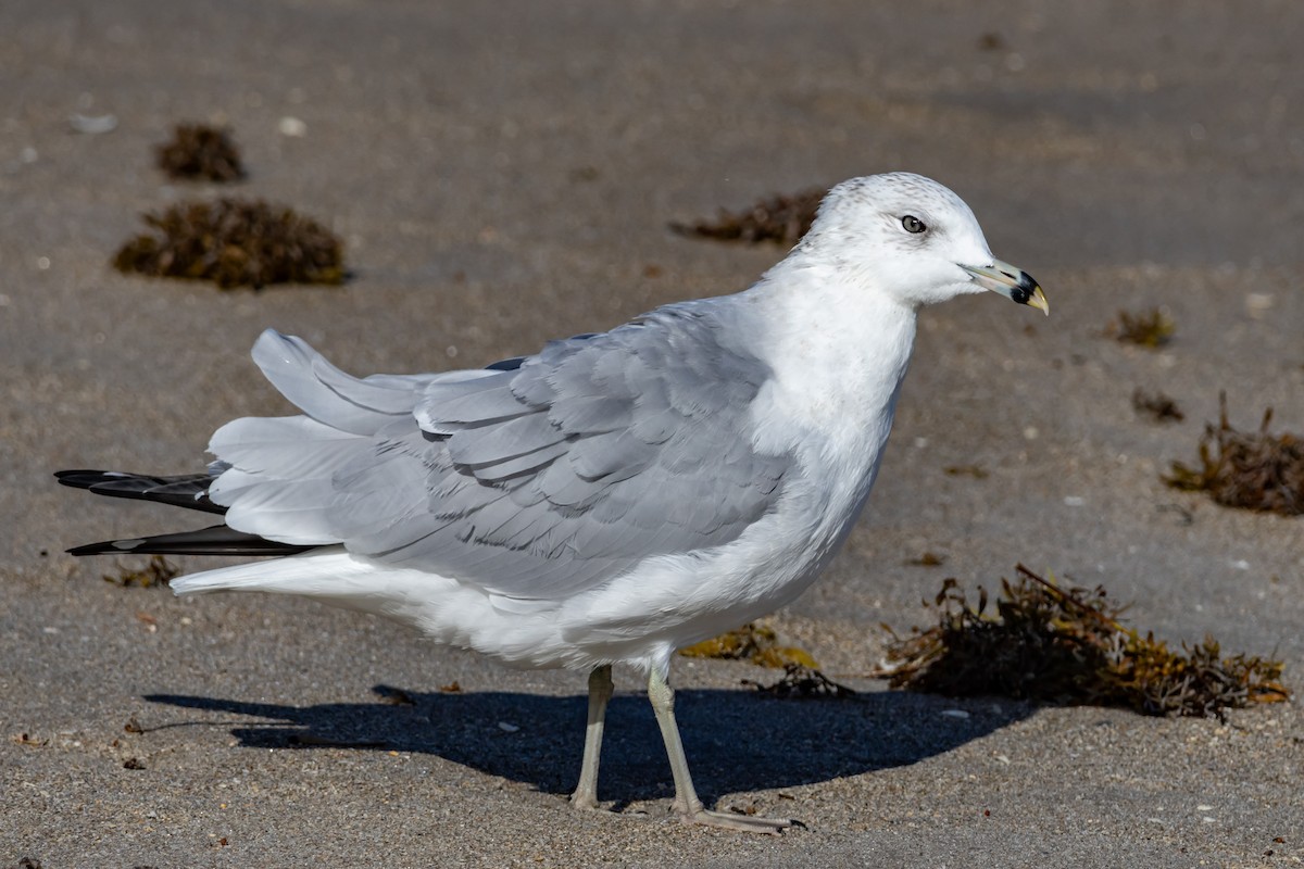 Halkalı Martı - ML646856655