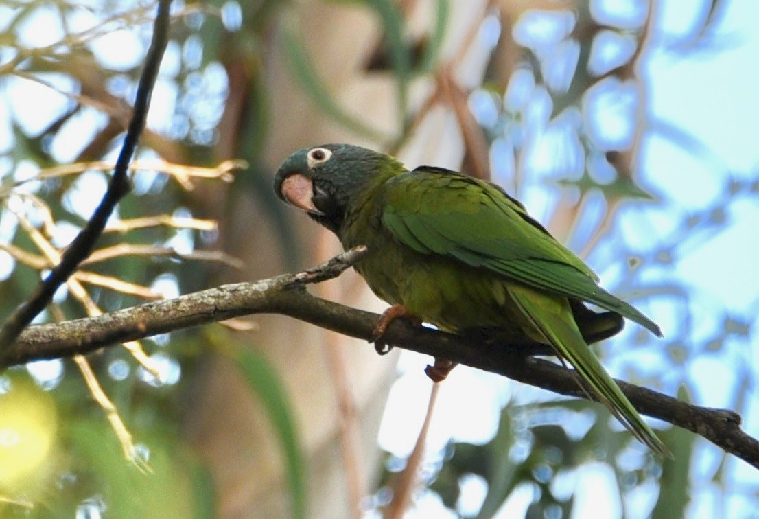 Mavi Alınlı Papağan - ML646856656