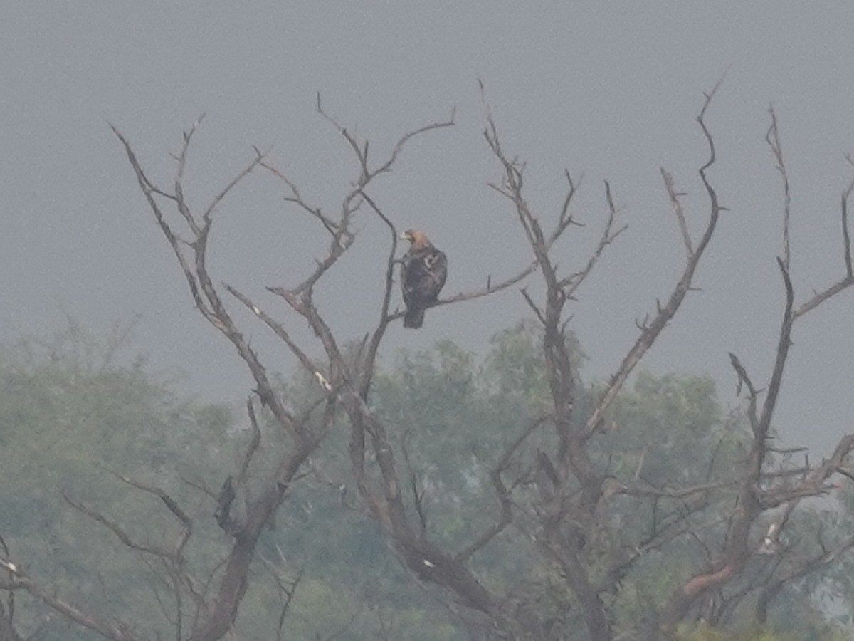 Şah Kartal - ML646856657