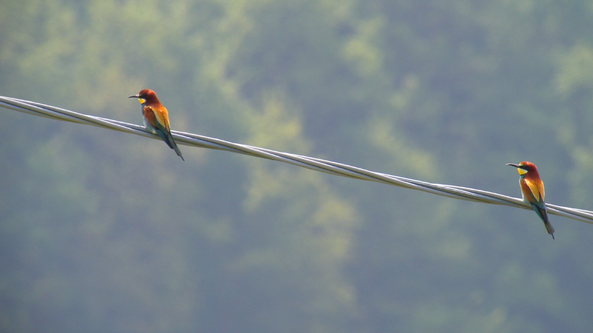 Arıkuşu - ML646856672