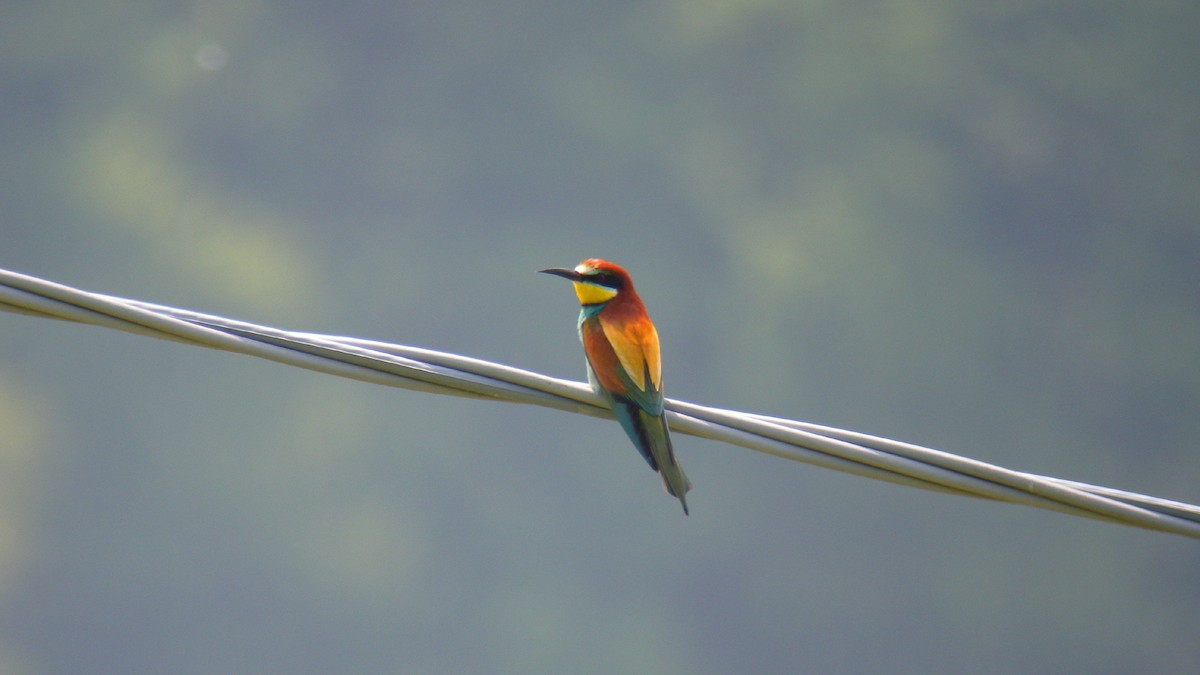 Arıkuşu - ML646856673