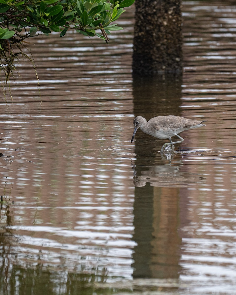 willetsnipe - ML646856676