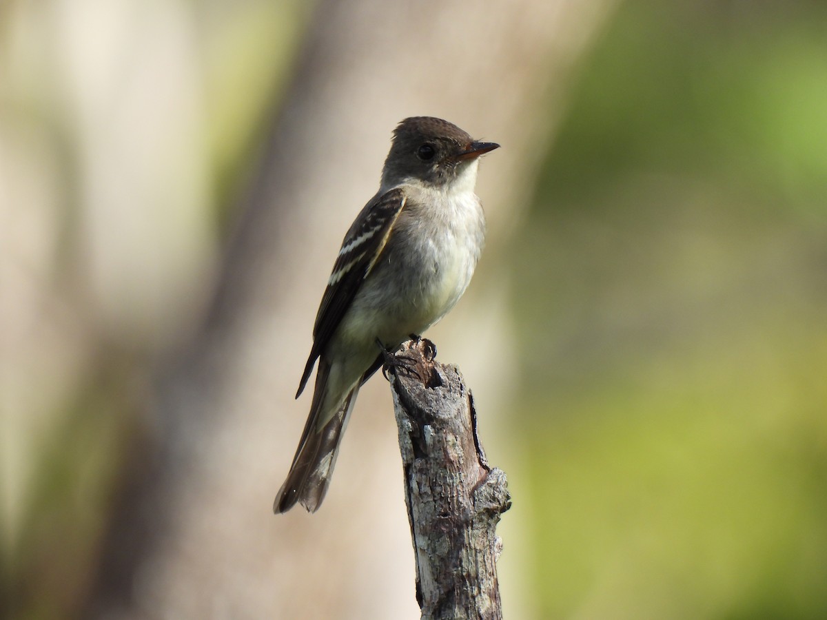 Hellbauch-Schnäppertyrann - ML646856677