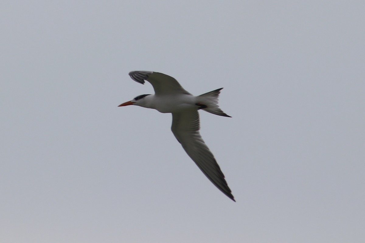 アメリカオオアジサシ - ML646856679