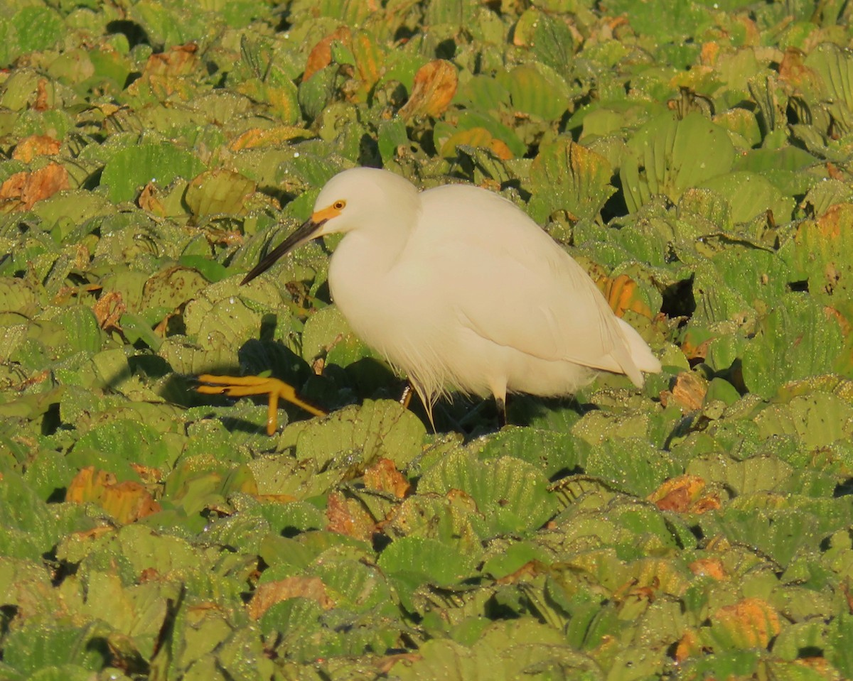 Snowy Egret - ML646856682