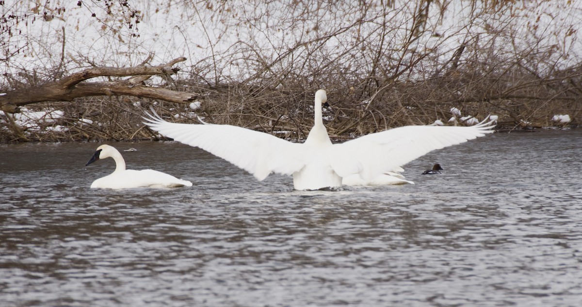 Trumpeter Swan - ML646856686