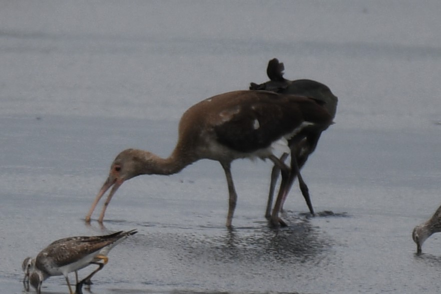 Белый ибис - ML646856690