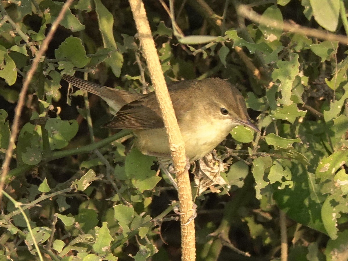 rákosník pokřovní - ML646856691