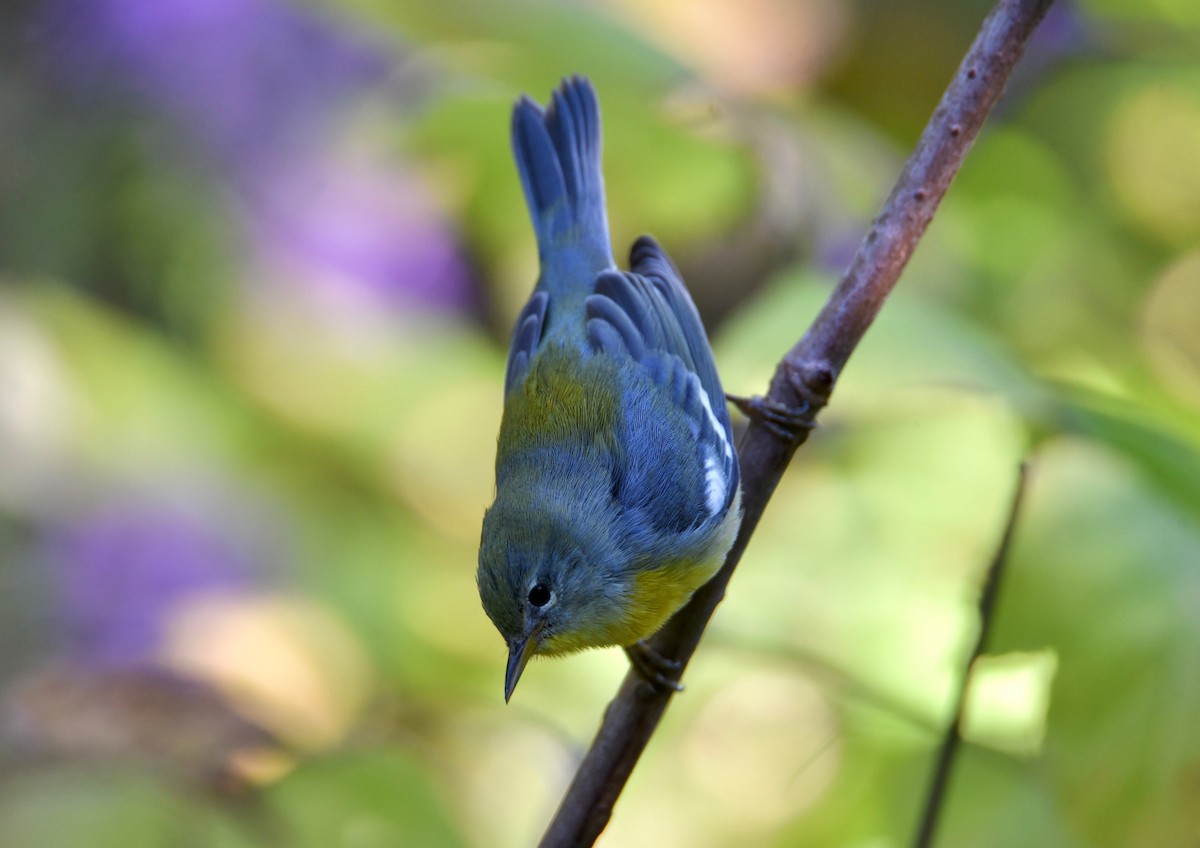 Northern Parula - ML646856692