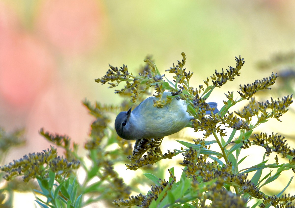 Orange-crowned Warbler - ML646856695