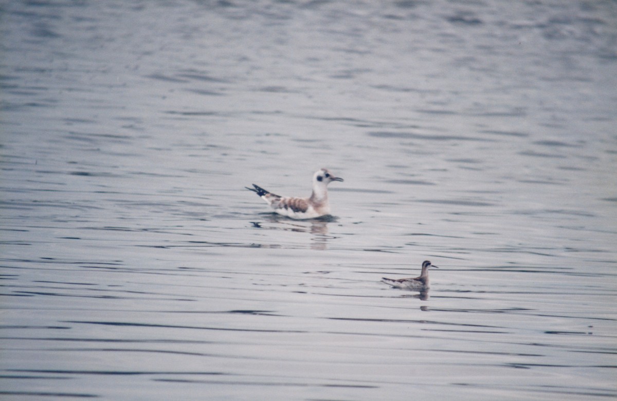 アカエリヒレアシシギ - ML646856698