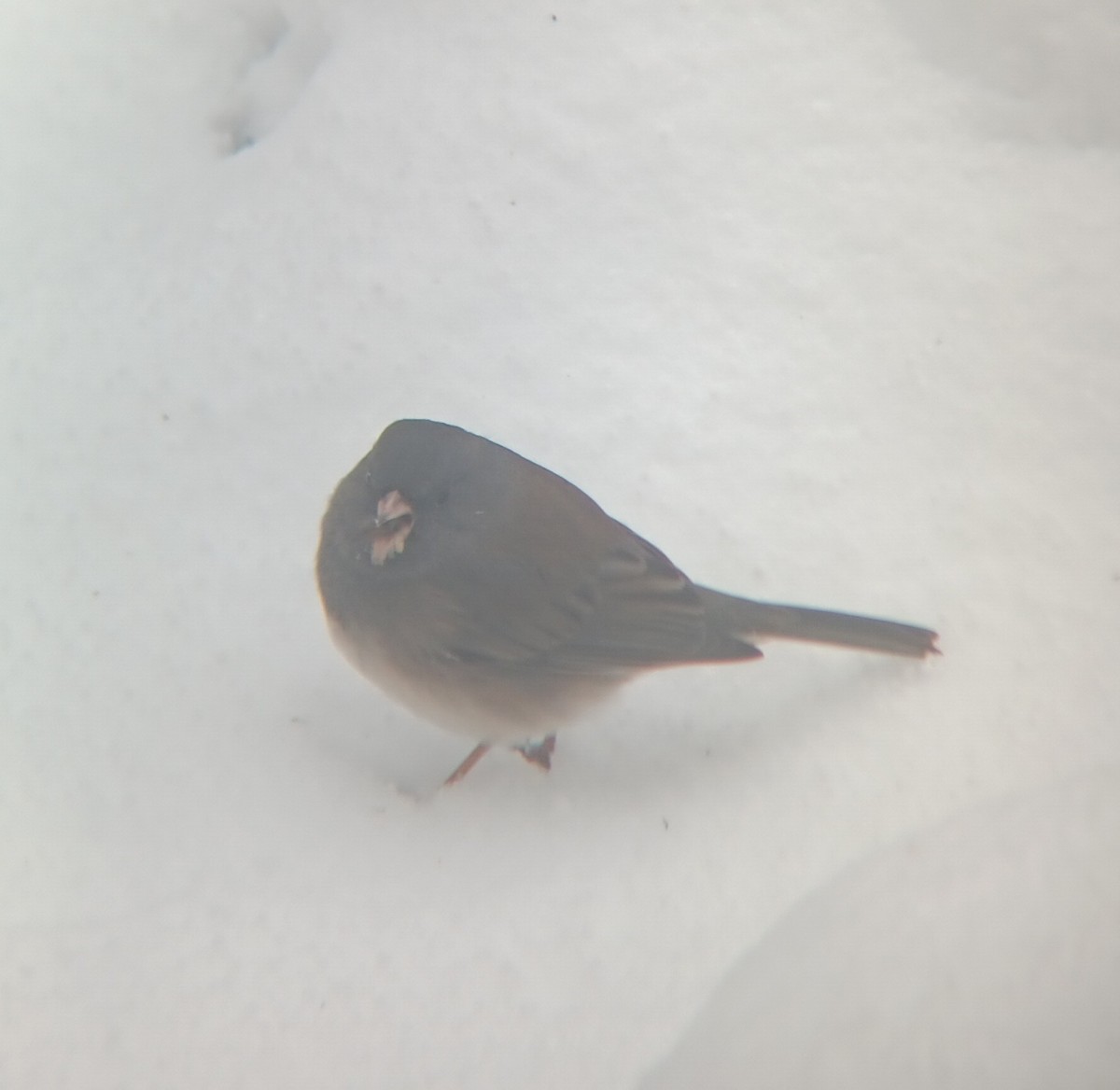 Dark-eyed Junco - ML646856700