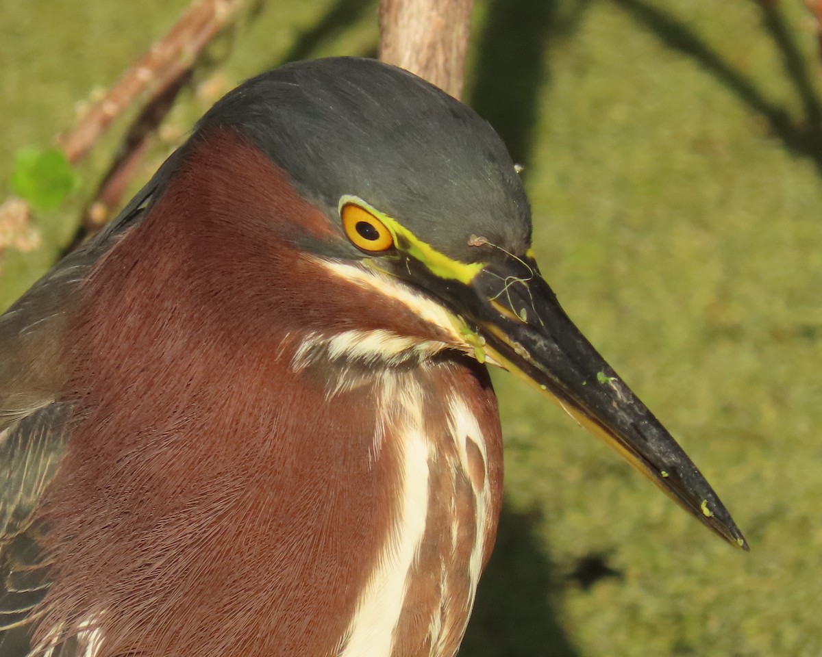 Green Heron - ML646856702