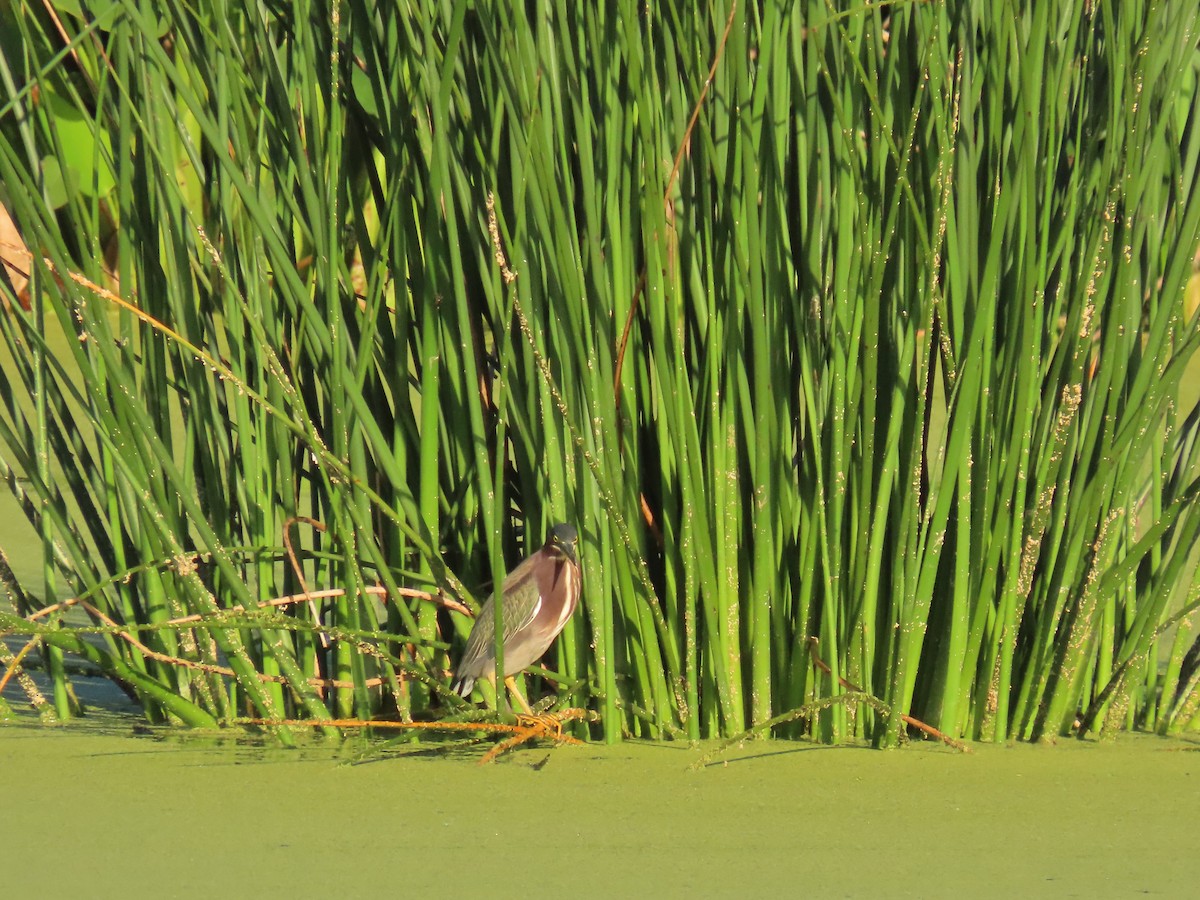 Green Heron - ML646856703