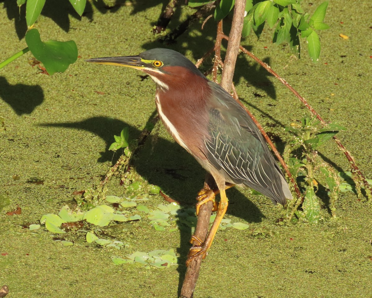 Green Heron - ML646856704