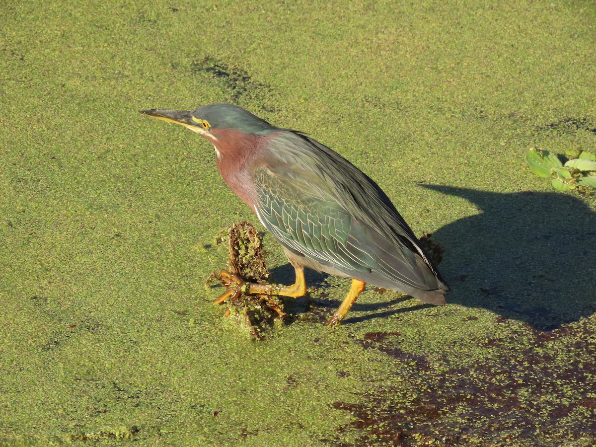 Green Heron - ML646856705
