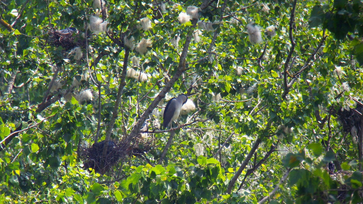 夜鷺 - ML646856706