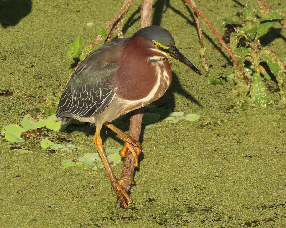 Green Heron - ML646856707