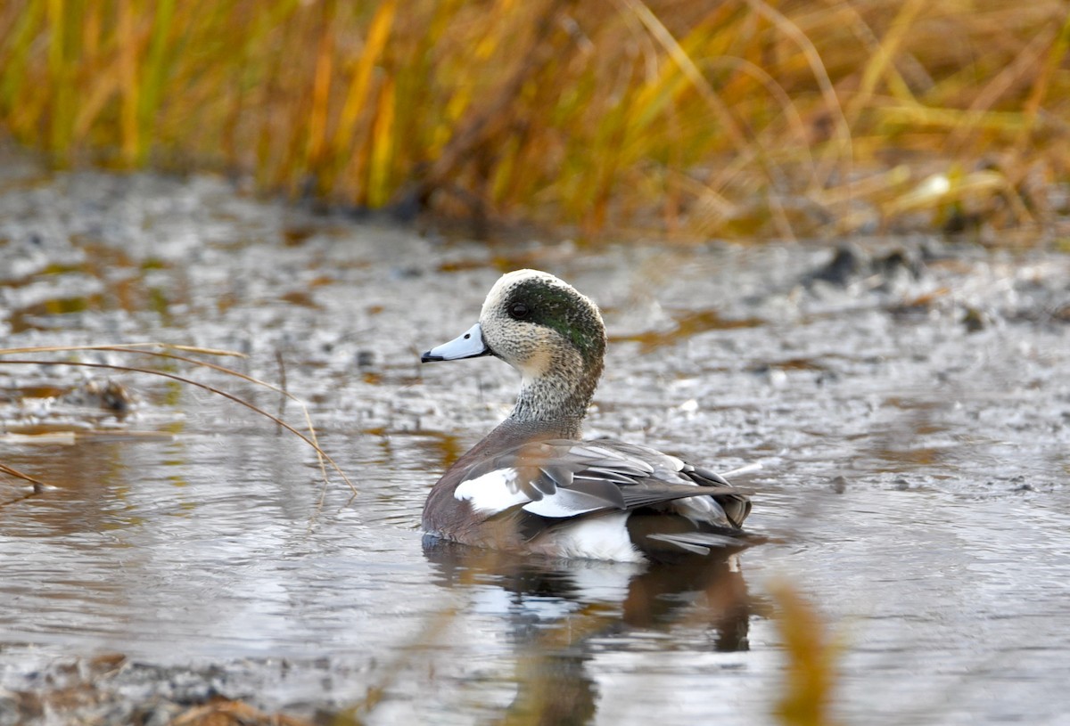 American Wigeon - ML646856708