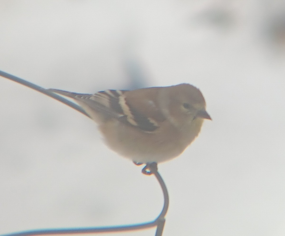 American Goldfinch - ML646856709