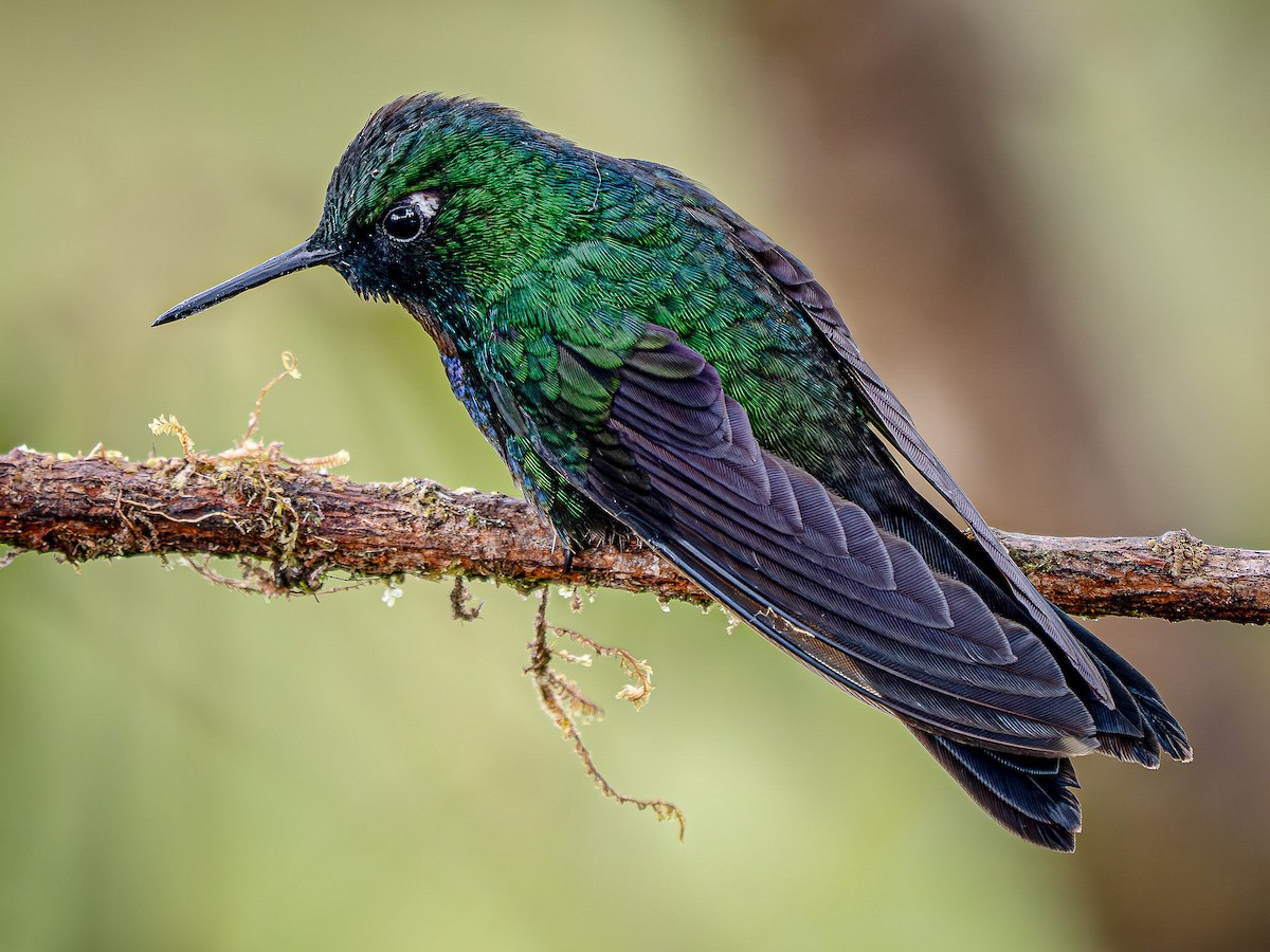 Tourmaline Sunangel - ML646856710