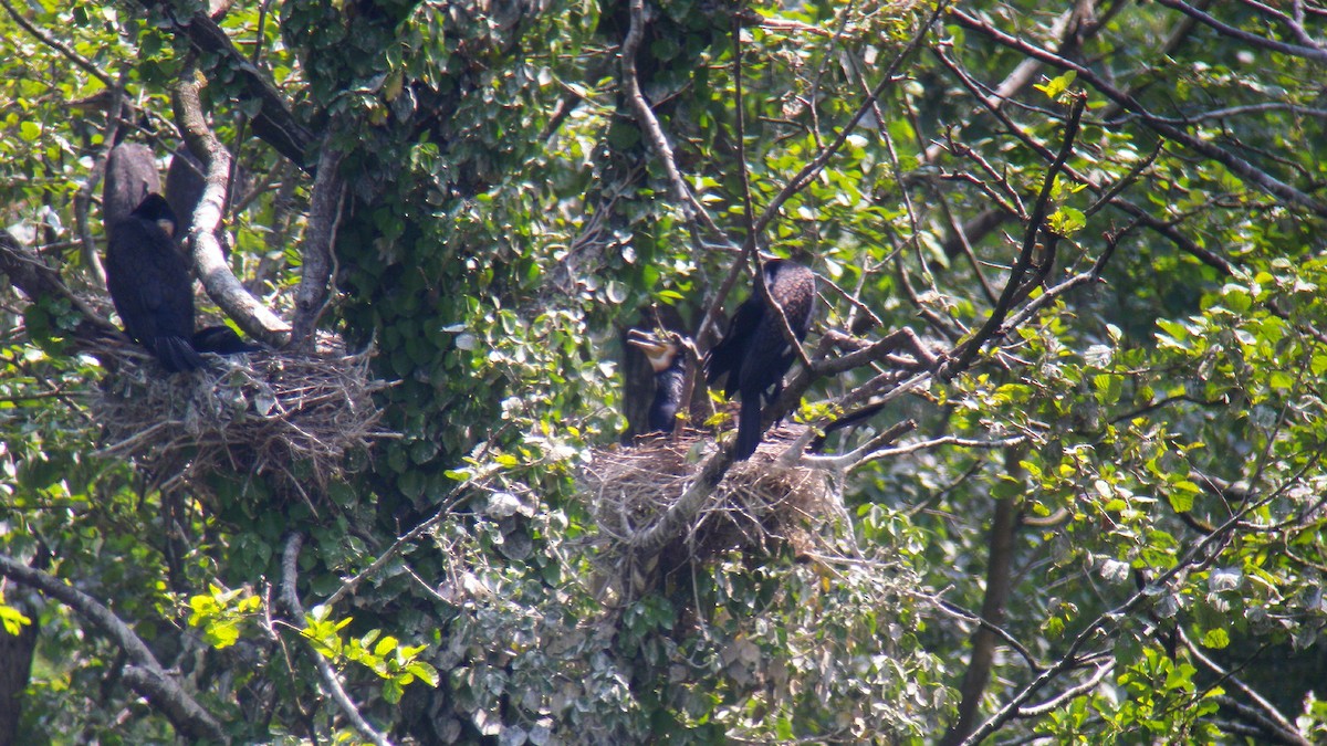 鸕鷀 - ML646856711