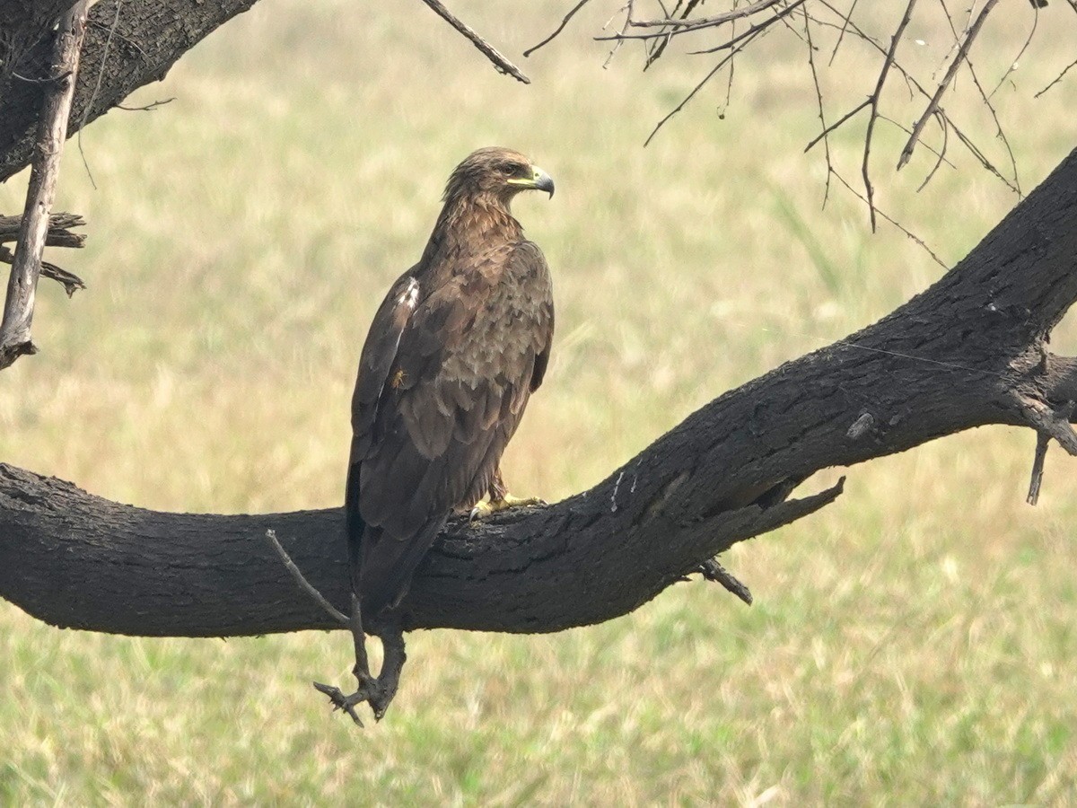 カラフトワシ - ML646856713