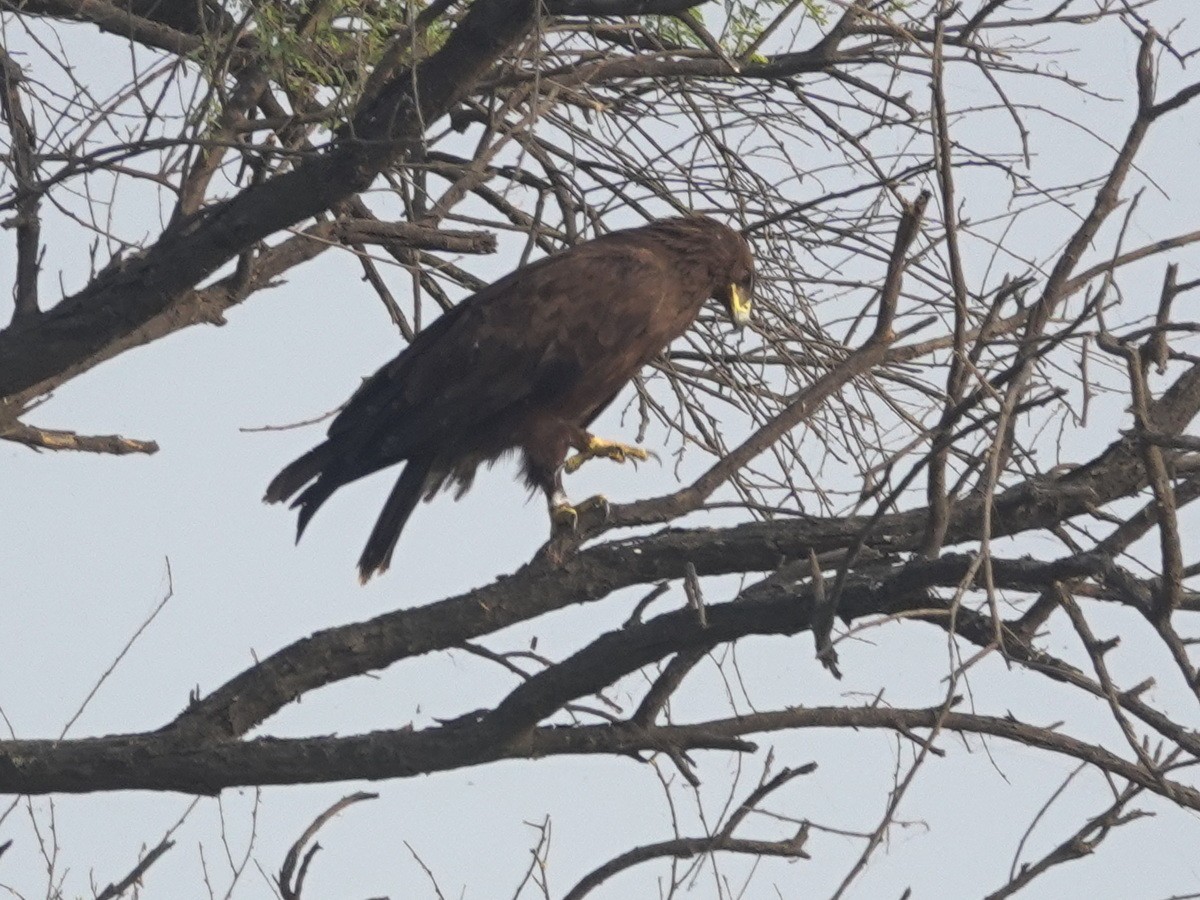 カラフトワシ - ML646856714