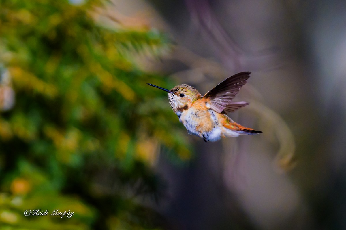 Rufous Hummingbird - ML646856715