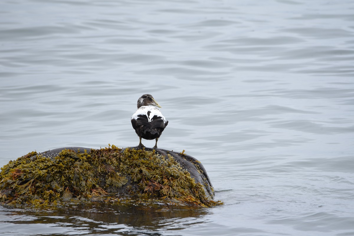 Common Eider - ML646856723