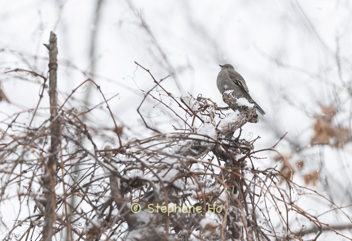 Townsend's Solitaire - ML646856724