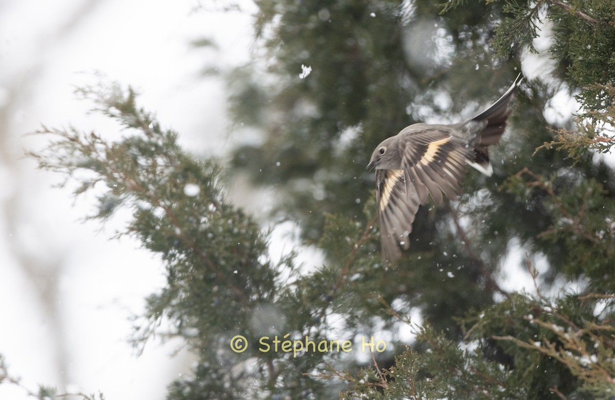Townsend's Solitaire - ML646856725