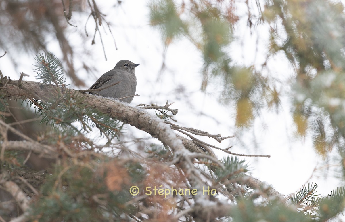 Townsend's Solitaire - ML646856727