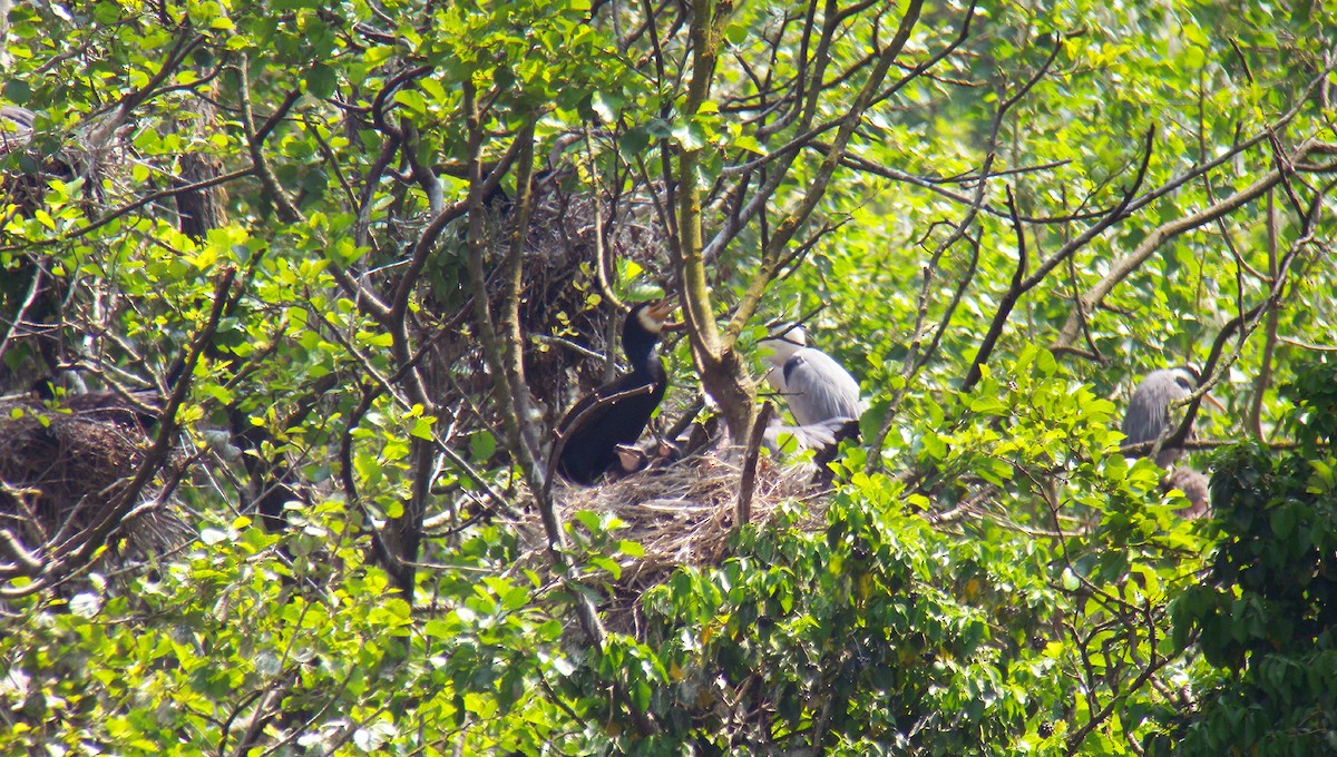 夜鷺 - ML646856729