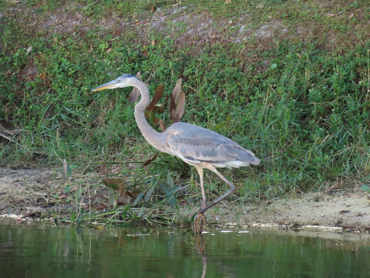 Great Blue Heron - ML646856731