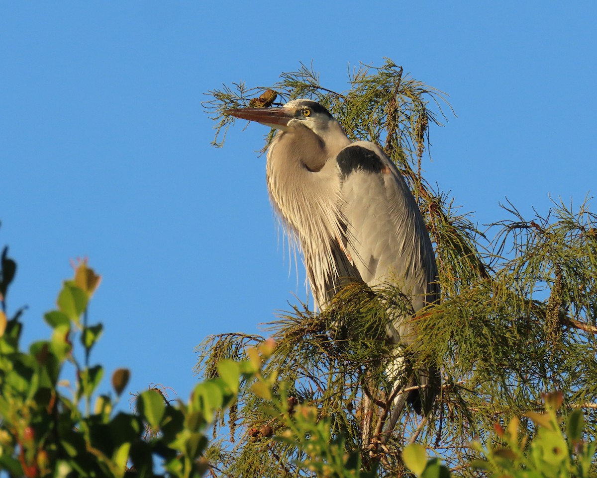 Great Blue Heron - ML646856732