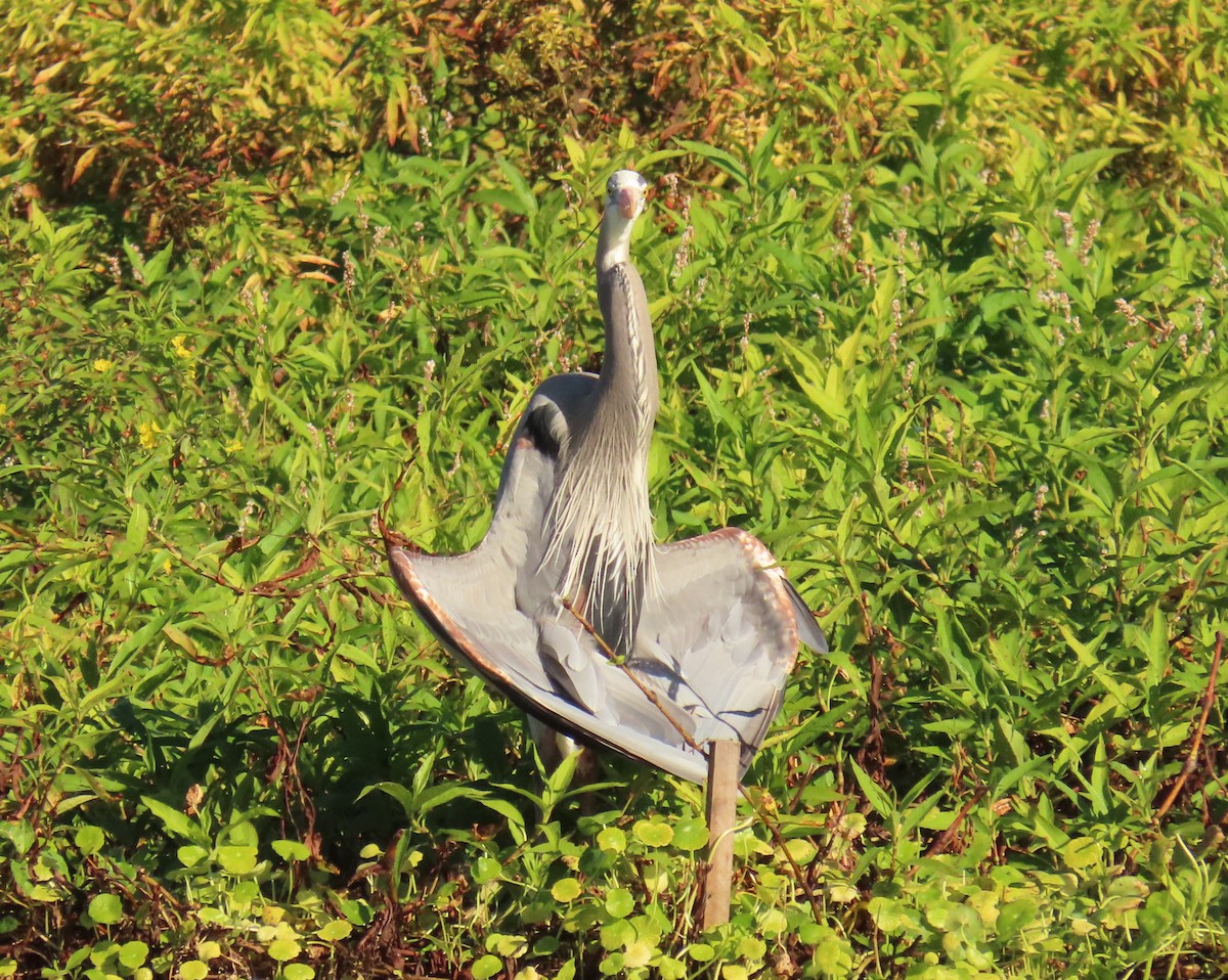 Great Blue Heron - ML646856733