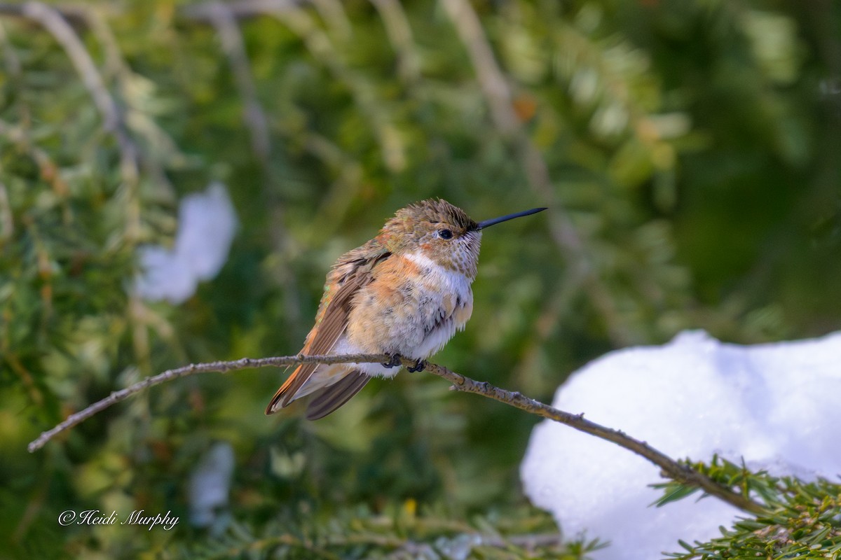 Rufous Hummingbird - ML646856734